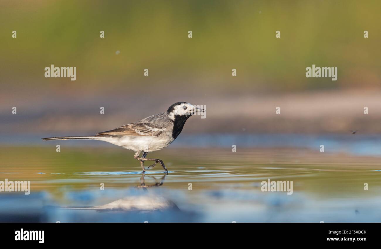 Weiße Bachstelze, die auf dem Wasser mit Spiegelung läuft Stockfoto