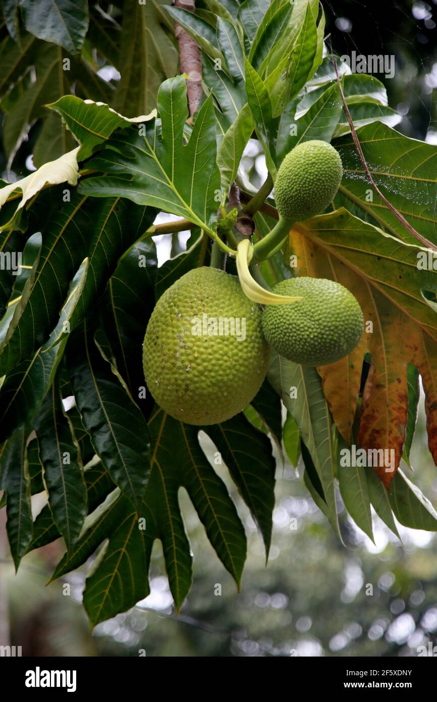 mata de sao joao, bahia / brasilien - 4. november 2020: Artocarpus altilis auch als Brotfrucht bekannt ist, wird in der Stadt Mata de Sao Joao gesehen. *** Lokales C Stockfoto