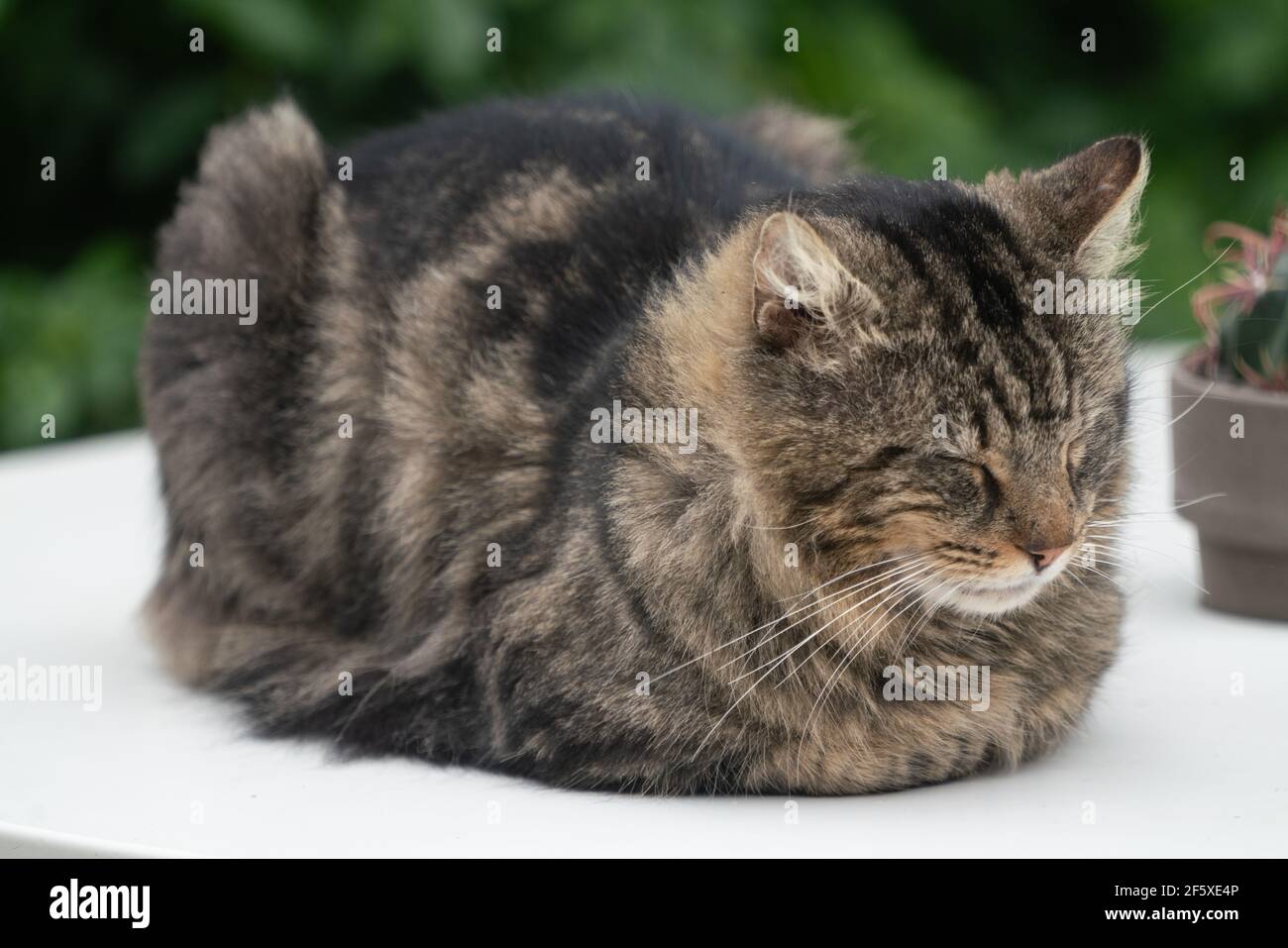 Furry Cat ein Nickerchen auf dem Gartentisch Stockfoto