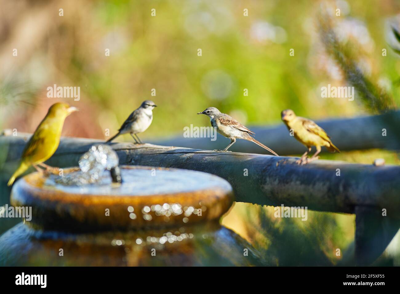 Cape Weaver in Wasserbrunnen mit Bachstelze Stockfoto