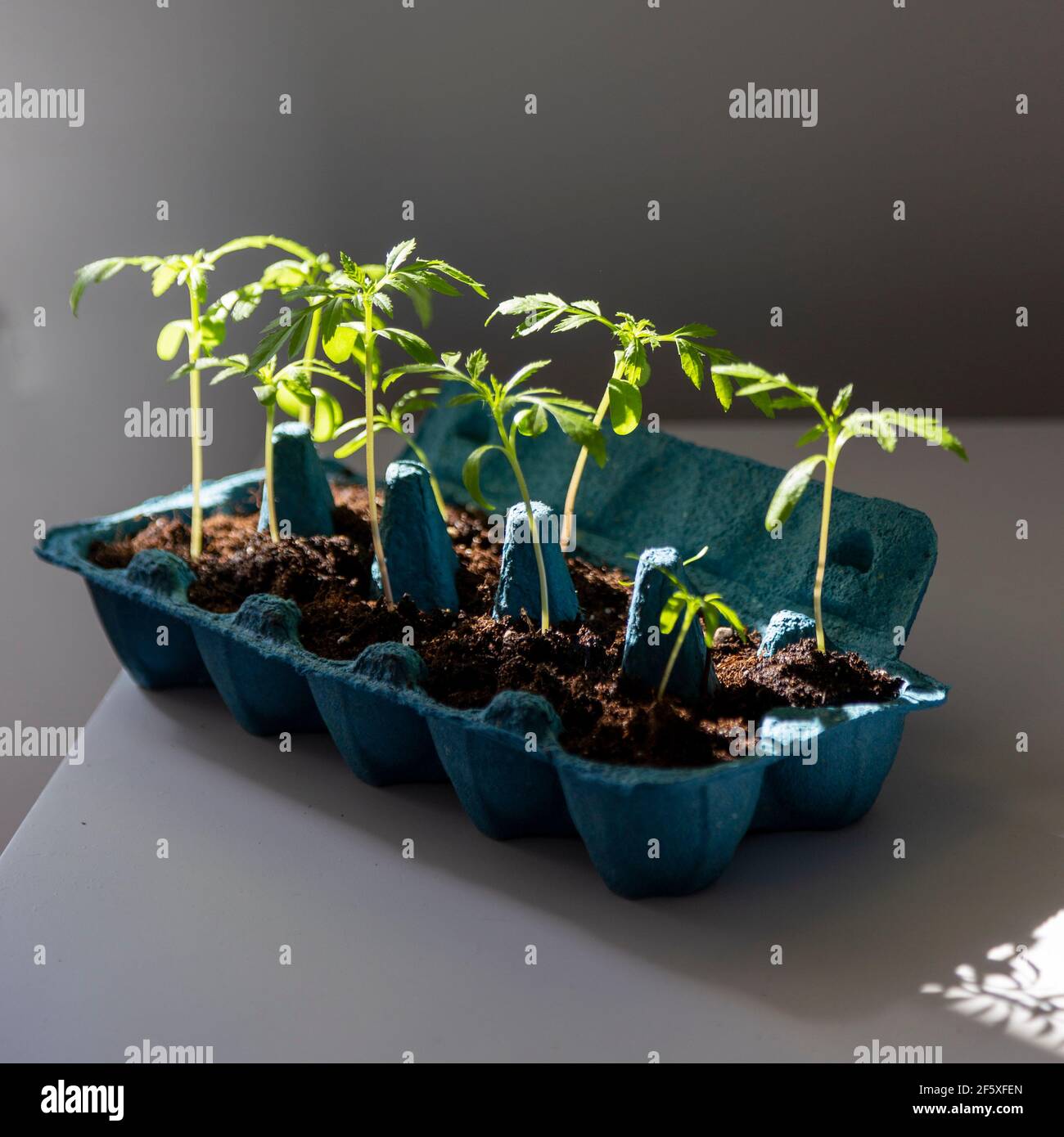 Grüne Sprossen im Eierkarton Stockfoto