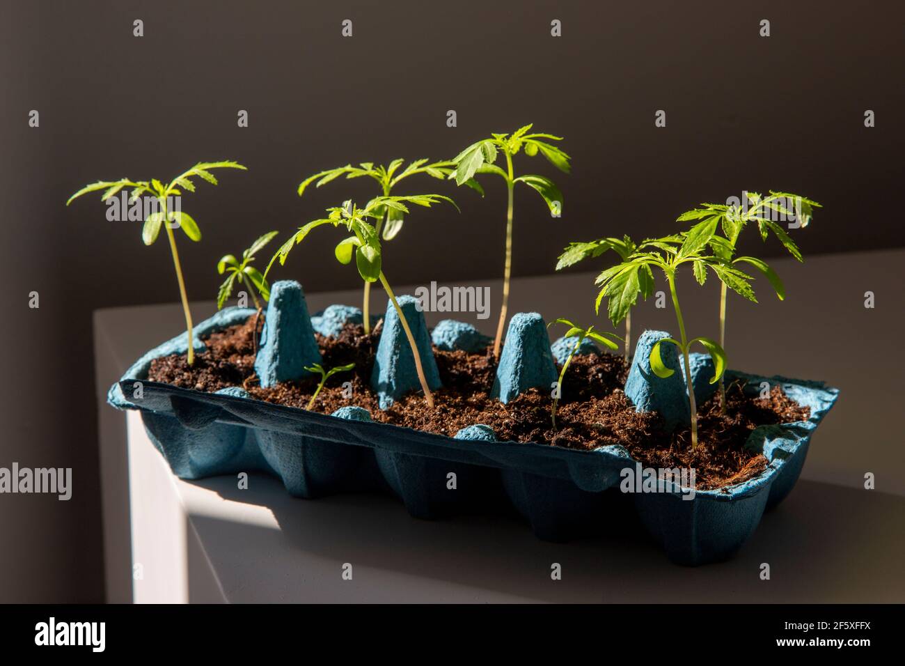 Grüne Sprossen im Eierkarton Stockfoto