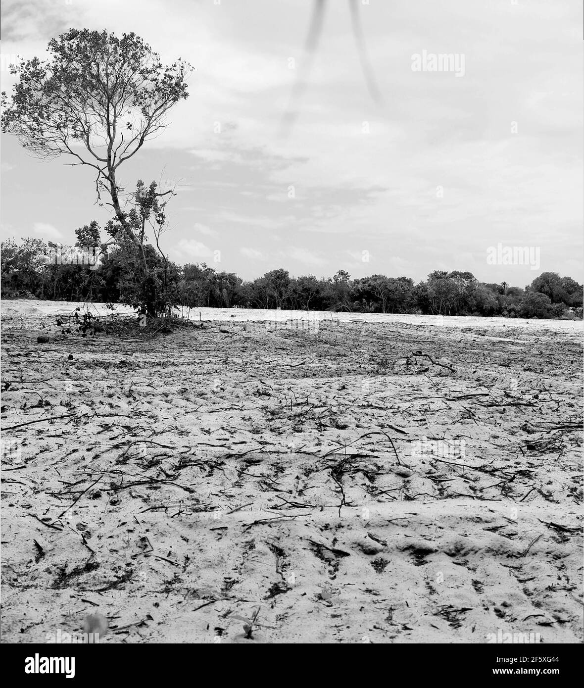mata de sao joao, bahia - 2. november 2020: Luftaufnahme des Entwaldungsgebietes im Urwald für den Bau einer Wohnanlage i Stockfoto