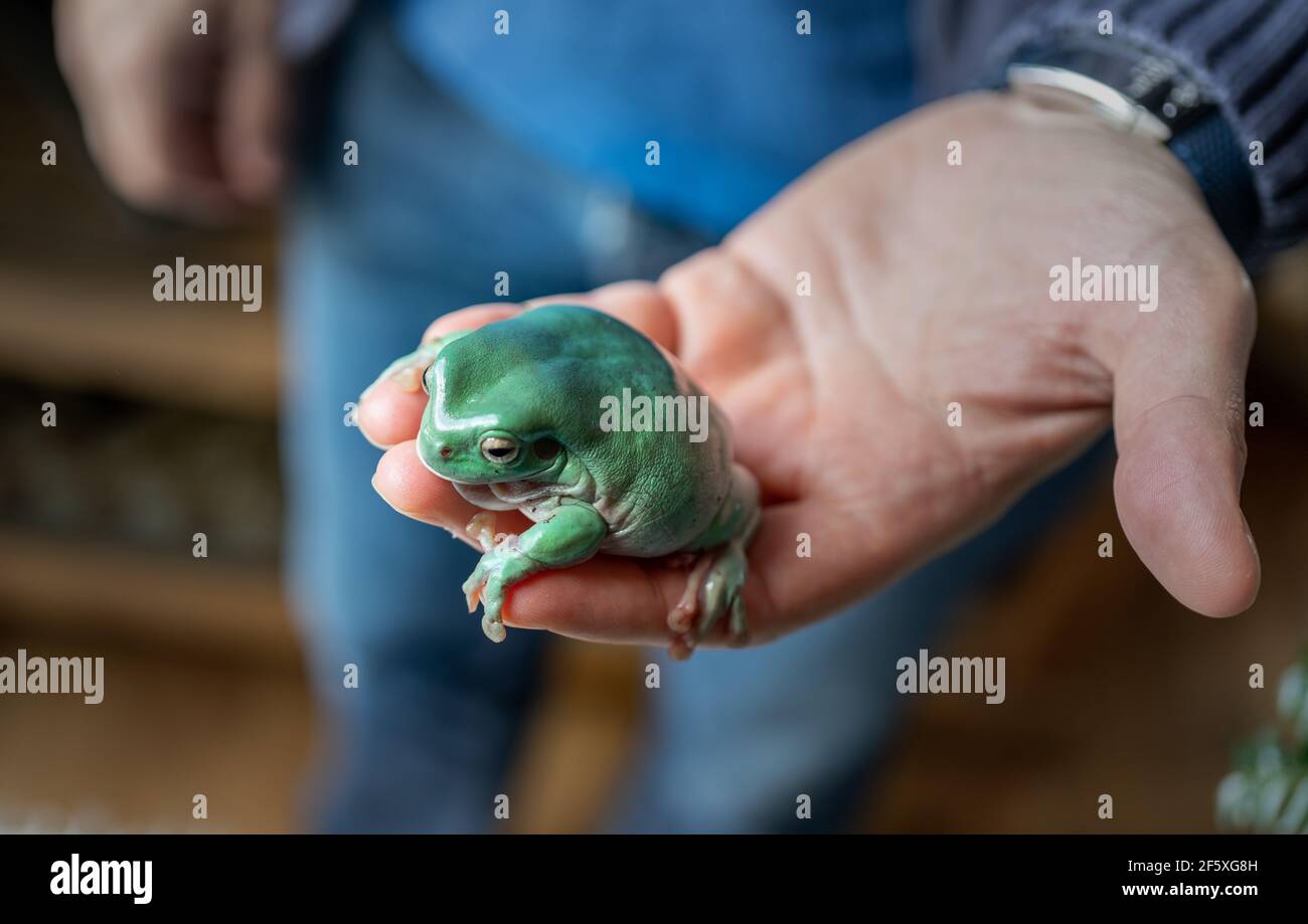 Nahaufnahme des australischen grünen Baumfrosches Ranoidea caerulea auf Eine Hand Stockfoto