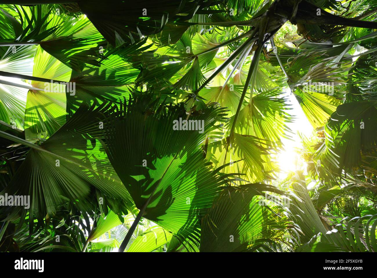 Frische grüne Blätter Coco de mer Kokosnussbaum ( Lodoicea maldivica ) endemische Palmenarten, die nur auf den Seychellen wachsen. Tropischer Regenwald Stockfoto