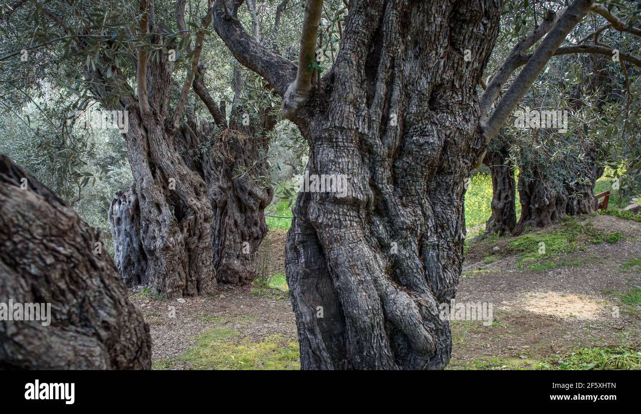 Zypern olivenbaum -Fotos und -Bildmaterial in hoher Auflsung  Alamy