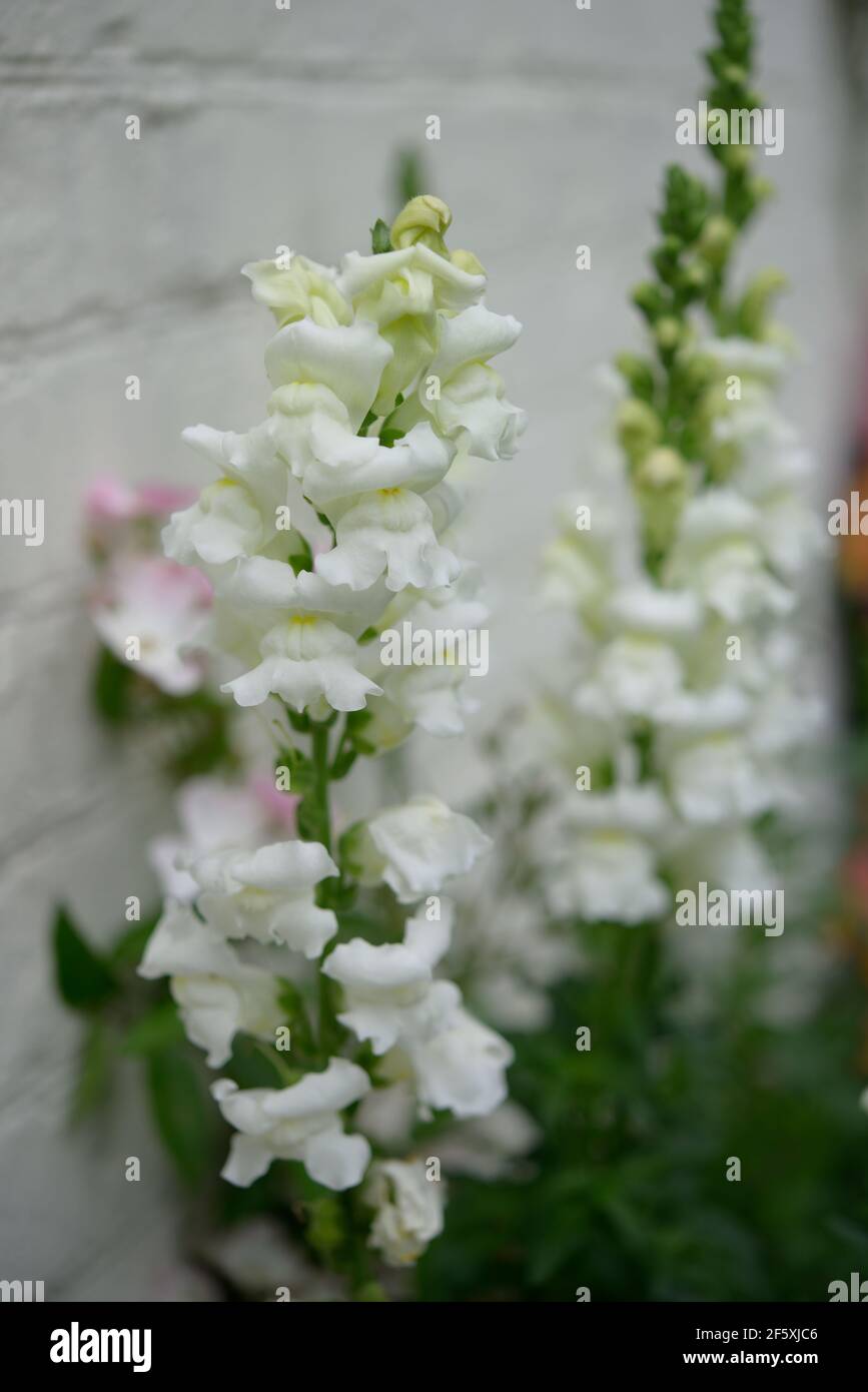 Weiße Schnappdrachen gegen eine bemalte Elfenbein Ziegelwand Stockfoto