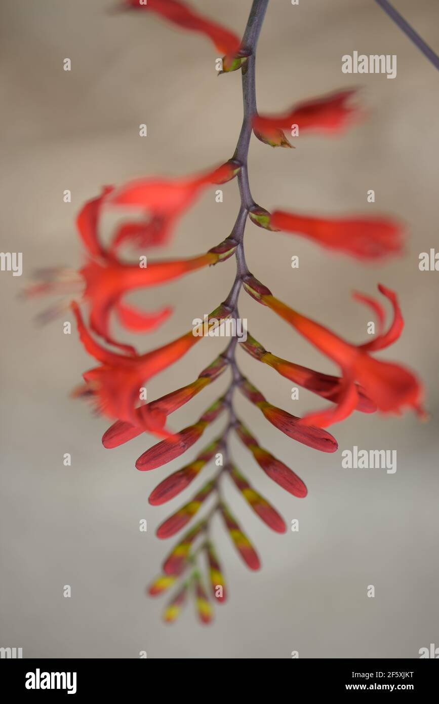 Leuchtend rote und orange Crocosmia oder montbretia Iris Blume Stockfoto