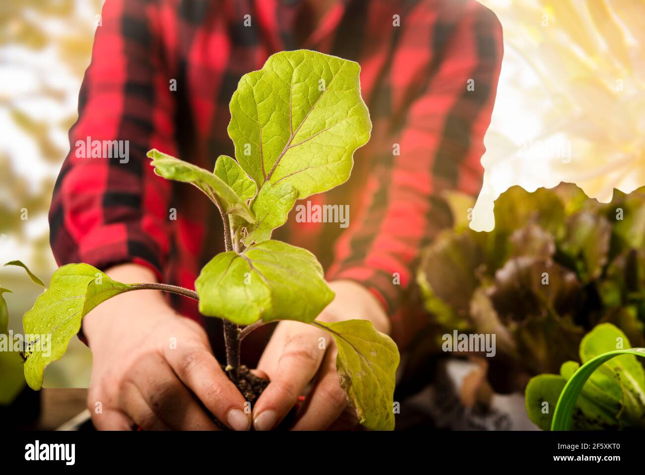 Gärtner in der Gärtnerei transplantiert eine Auberginenpflanze, organische Produktion von selbst produziertem Gemüse Stockfoto