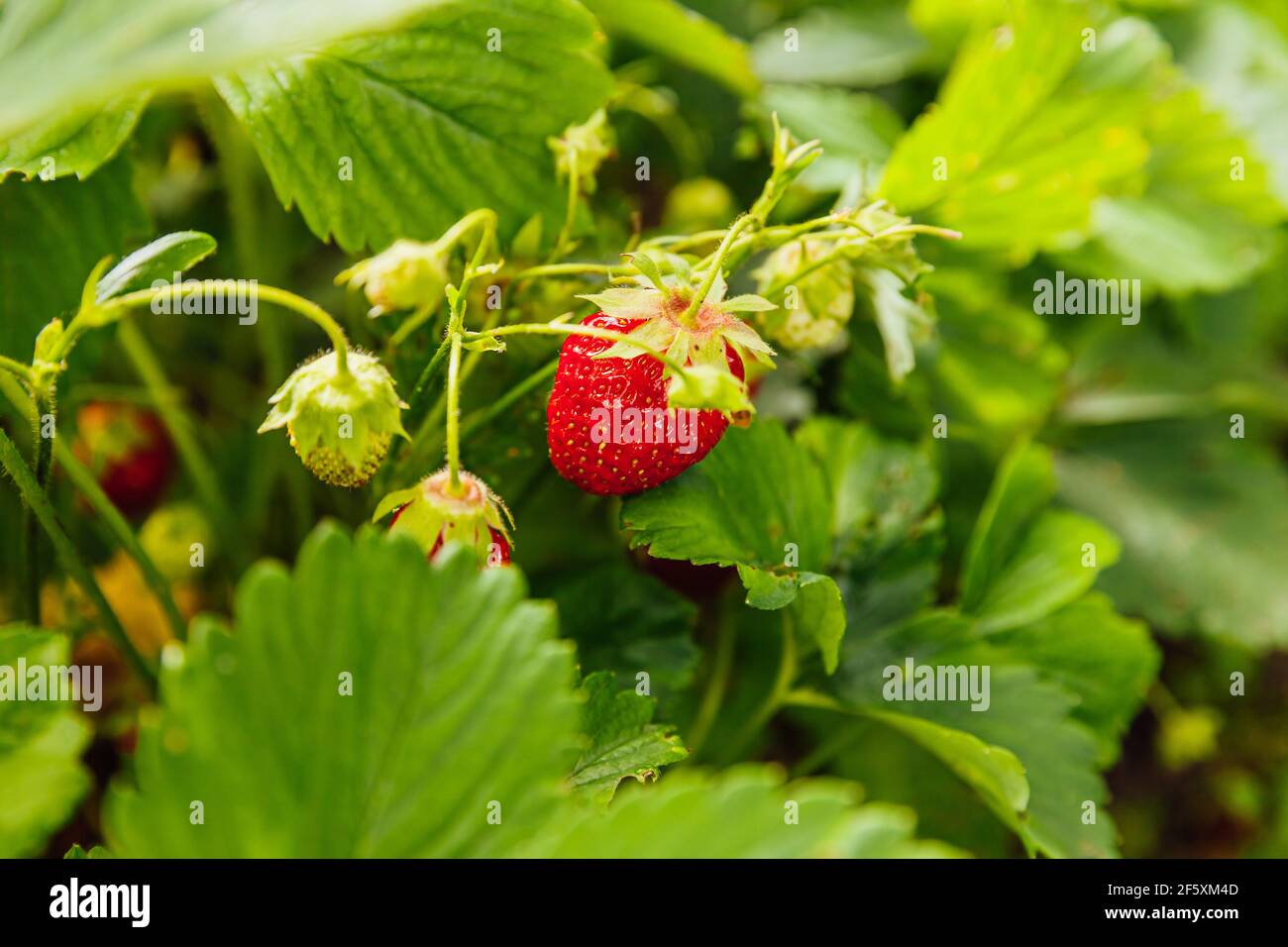 Industrieller Anbau von Erdbeeren. Bush mit reifen roten Früchten Erdbeere im Sommergartenbett. Natürliche Beeren auf dem Bauernhof. Öko-alt Stockfoto