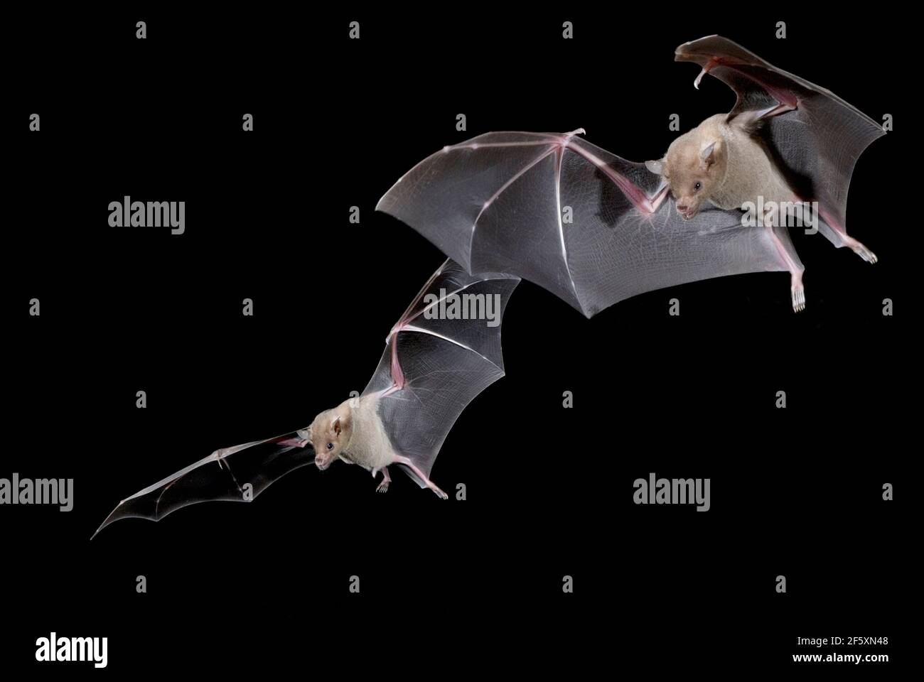 Nordamerika; Usa; Arizona; Widder; Nacht; Nektar-Feeder; Lesser langnasiger Fledermaus; Leptonycteris curasoae. Stockfoto