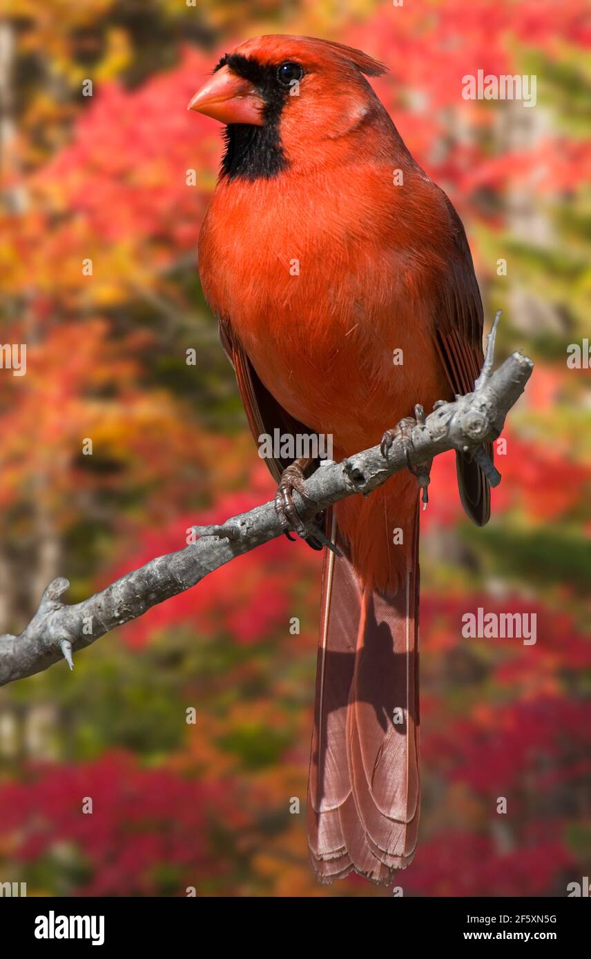 Nordamerika; Usa; Michigan; Herbst; Tierwelt; Vögel; nördlicher Kardinal; Cardinalis cardinalis; Männlich; Länge 8,5 Zoll (22cm). Stockfoto