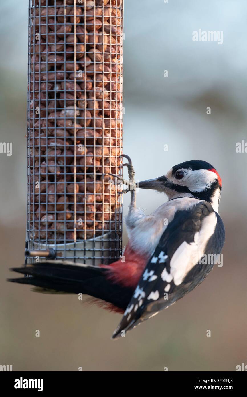 Ein männlicher Buntspecht (Dendrocopos major) Festhalten an einem Gartenvogel Futterplatz und Fütterung auf Erdnüssen Stockfoto