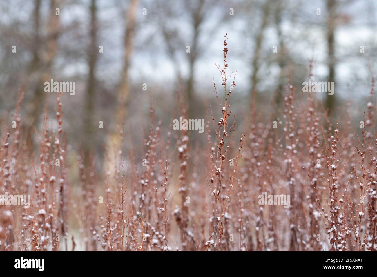 Stämme von breitblättrigen Dock (Rumex obtusifolius) im Winter, tragen Samen und mit Schnee bestreut Stockfoto