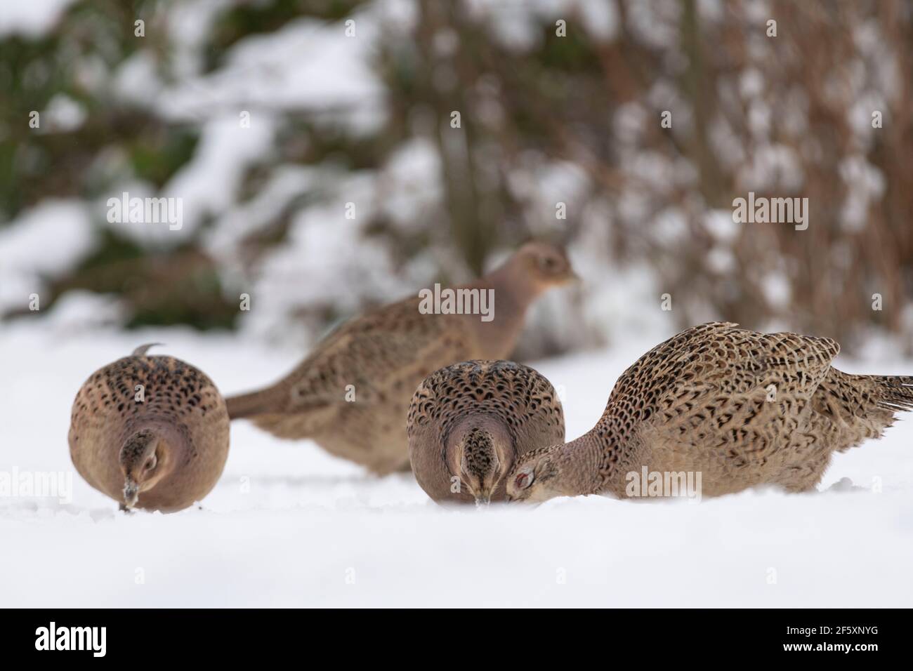 Vier weibliche Fasanen (Phasianus colchicus) füttern zusammen im Schnee Stockfoto