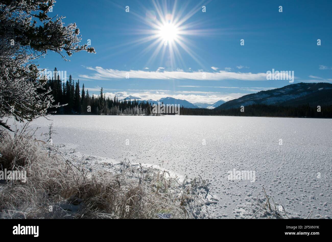 Nordamerika; USA; Alaska; Denali National Park; Alaska Range Mountains; Taiga Pond Morgen, Winter, Frost Federn auf den ersten Freeze Stockfoto