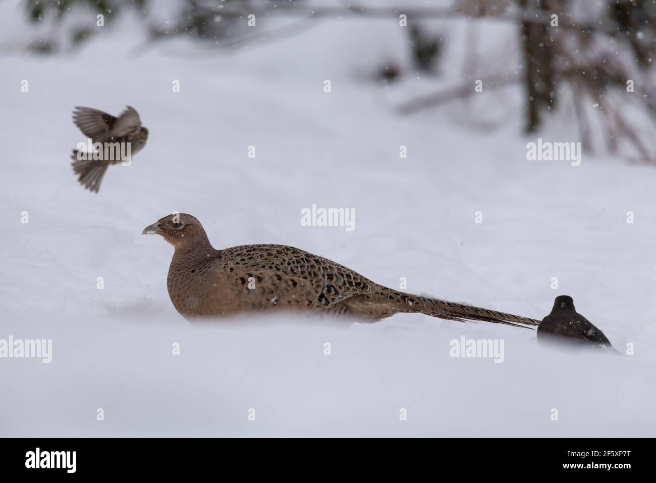 Ein Baumsparrow im Flug und ein Amsel begleiten ein Weibliche Fasan (Phasianus colchicus) auf der Suche nach Nahrung im Schnee Stockfoto