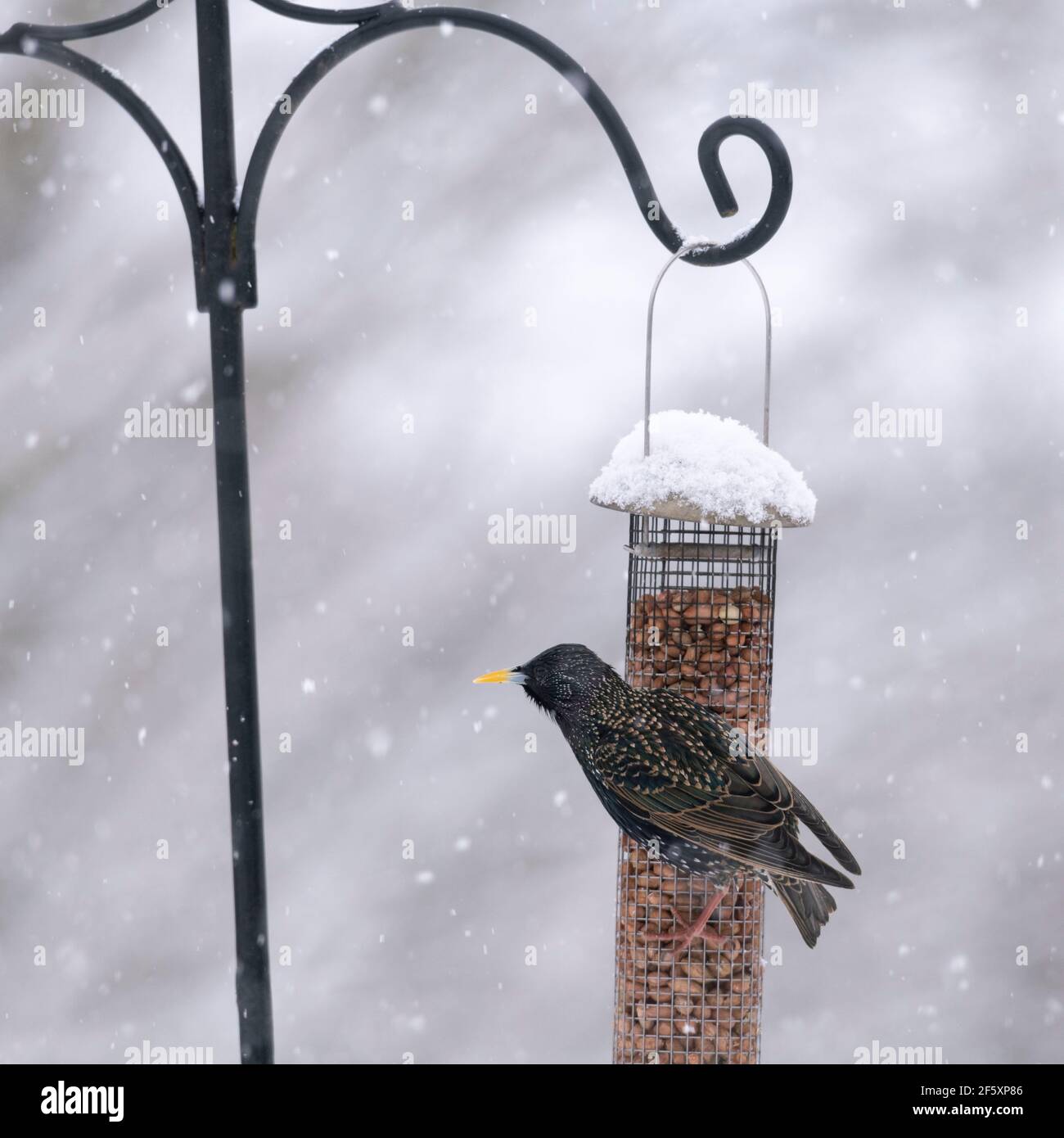 Ein Star (Sturnus Vulgaris) Festhalten an einem Garten Vogel Feeder voll von Erdnüssen während Eine Schneedusche Stockfoto