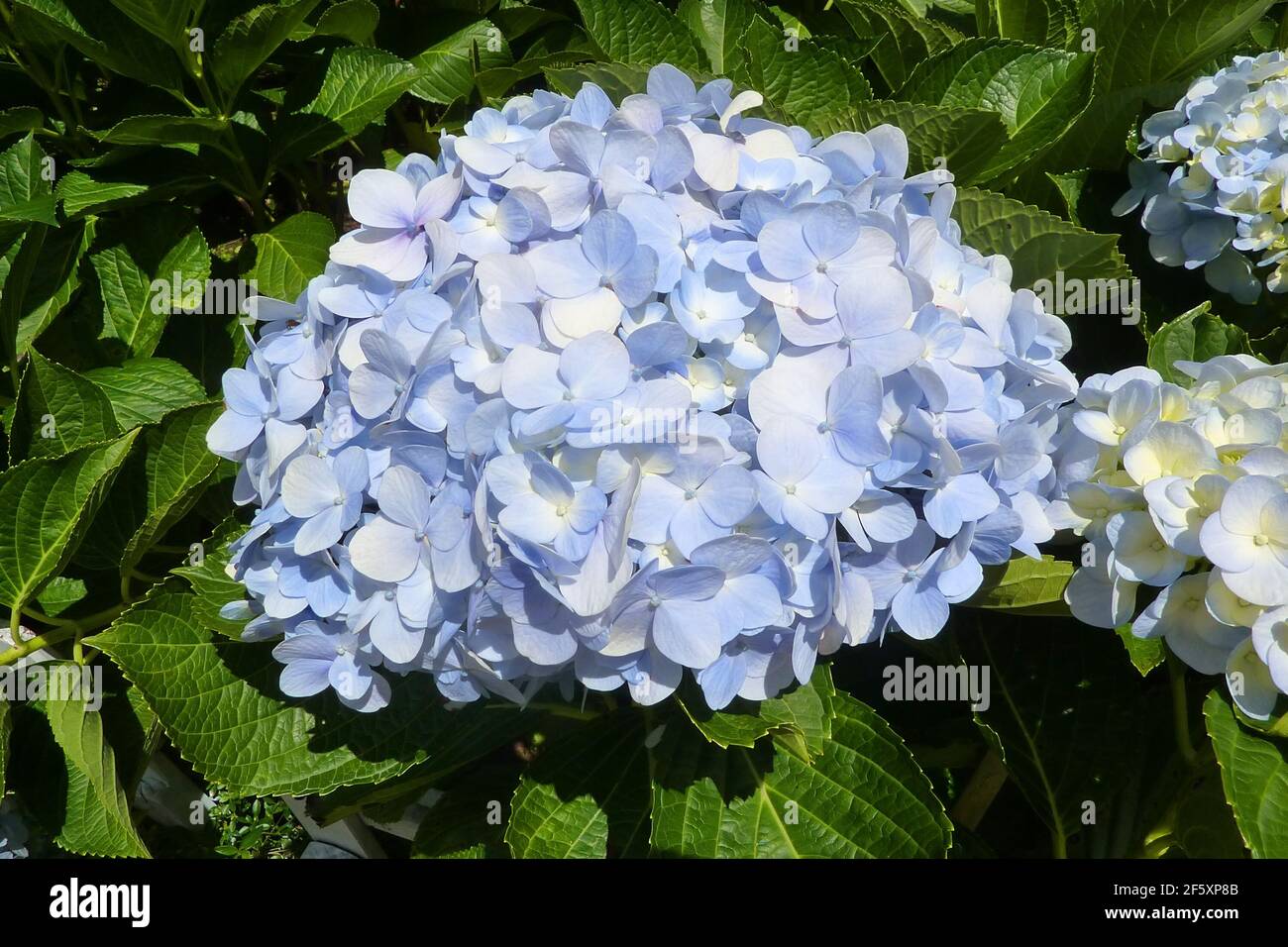 Blaue Hortensia (Hydrangea macrophylla) blüht im Sommergarten mit grünen Blättern am Busch. Sanfter hellblauer Blütenstand von Hortensia in voller Bl Stockfoto