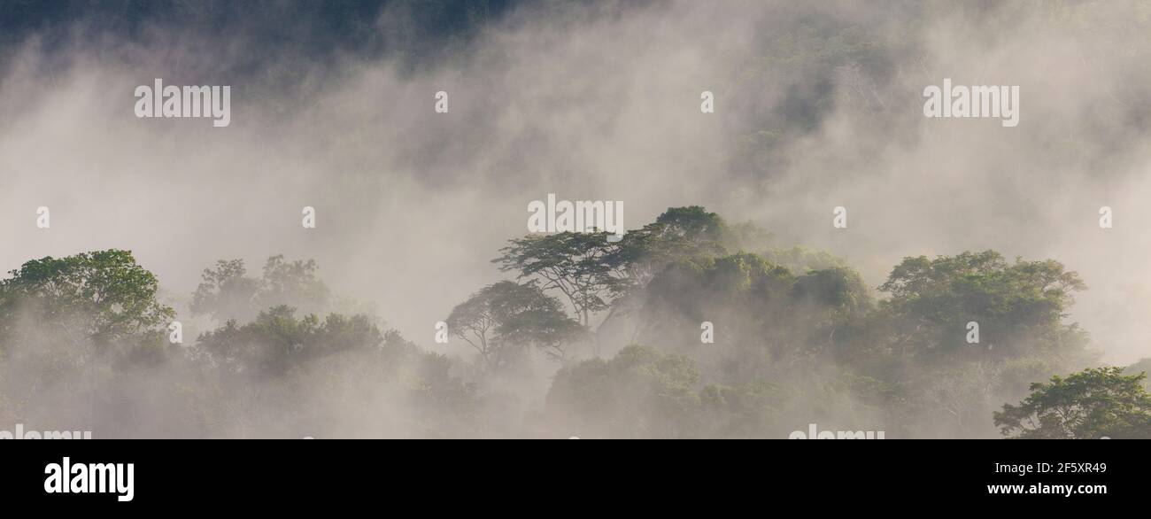 Panamalandschaft mit Panoramablick auf nebligen Regenwald bei Sonnenlicht am frühen Morgen im Soberania-Nationalpark, Provinz Colon, Republik Panama. Stockfoto