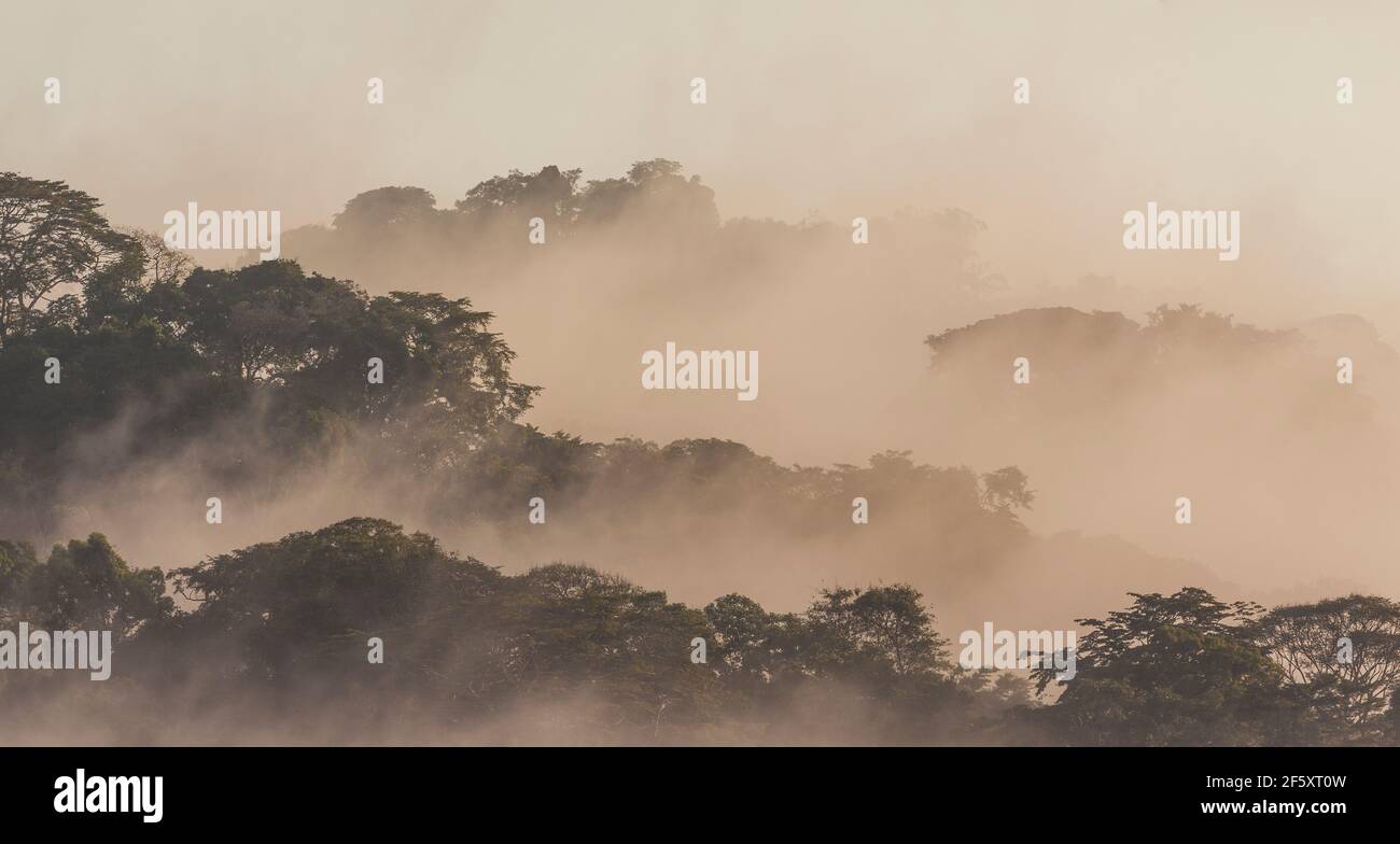 Panamalandschaft mit Panoramablick auf nebligen Regenwald bei Sonnenlicht am frühen Morgen im Soberania-Nationalpark, Provinz Colon, Republik Panama. Stockfoto