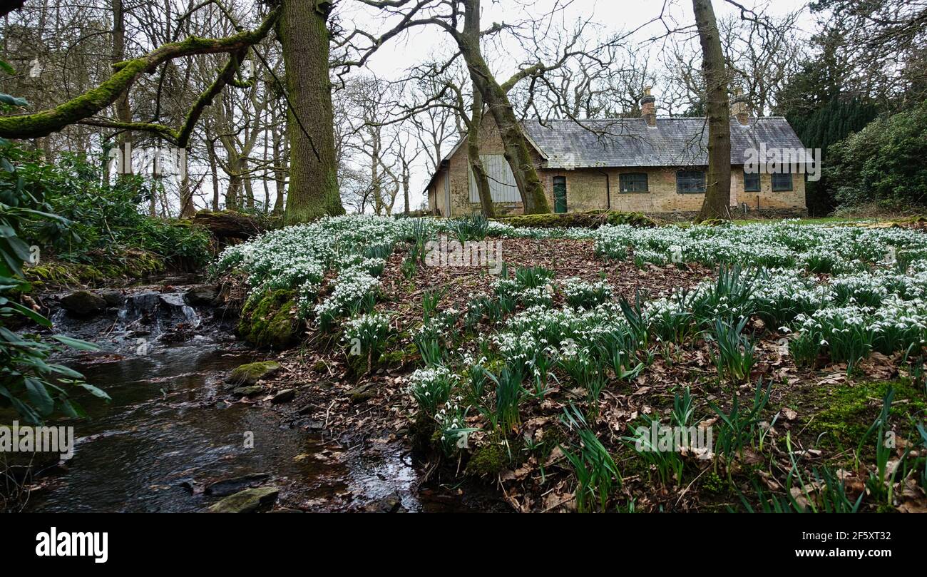 Charnwood Lodge ein verlorener Garten. In Leicestershire. Schneeglöckchen im Frühling in einem versteckten und stimmungsvollen Garten. Stockfoto