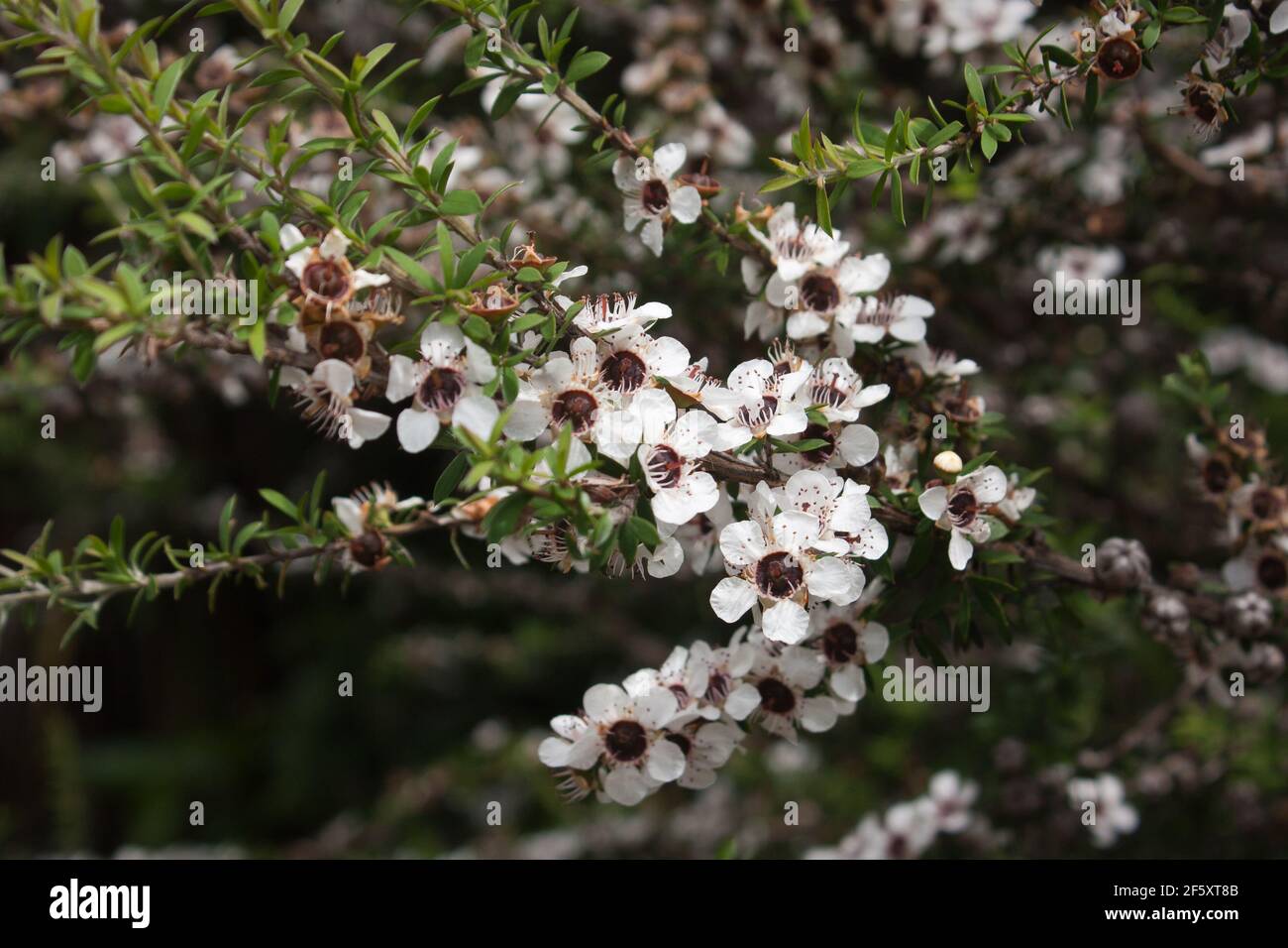 Manuka-Blumen auf Baum (Leptospermum scoparium) Stockfoto