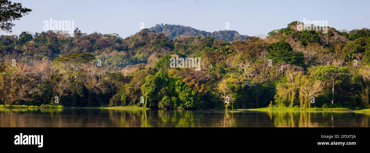 Panama Regenwaldlandschaft im frühen Morgensonnenlicht in einer der Seitenarme auf der Westseite des Gatun-Sees und des Panamakanals, Republik Panama. Stockfoto