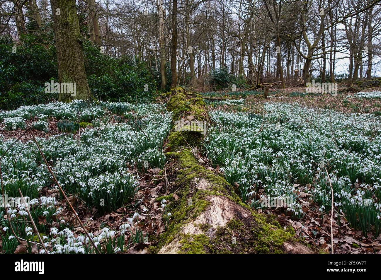 Charnwood Lodge ein verlorener Garten. In Leicestershire. Schneeglöckchen im Frühling in einem versteckten und stimmungsvollen Garten. Stockfoto