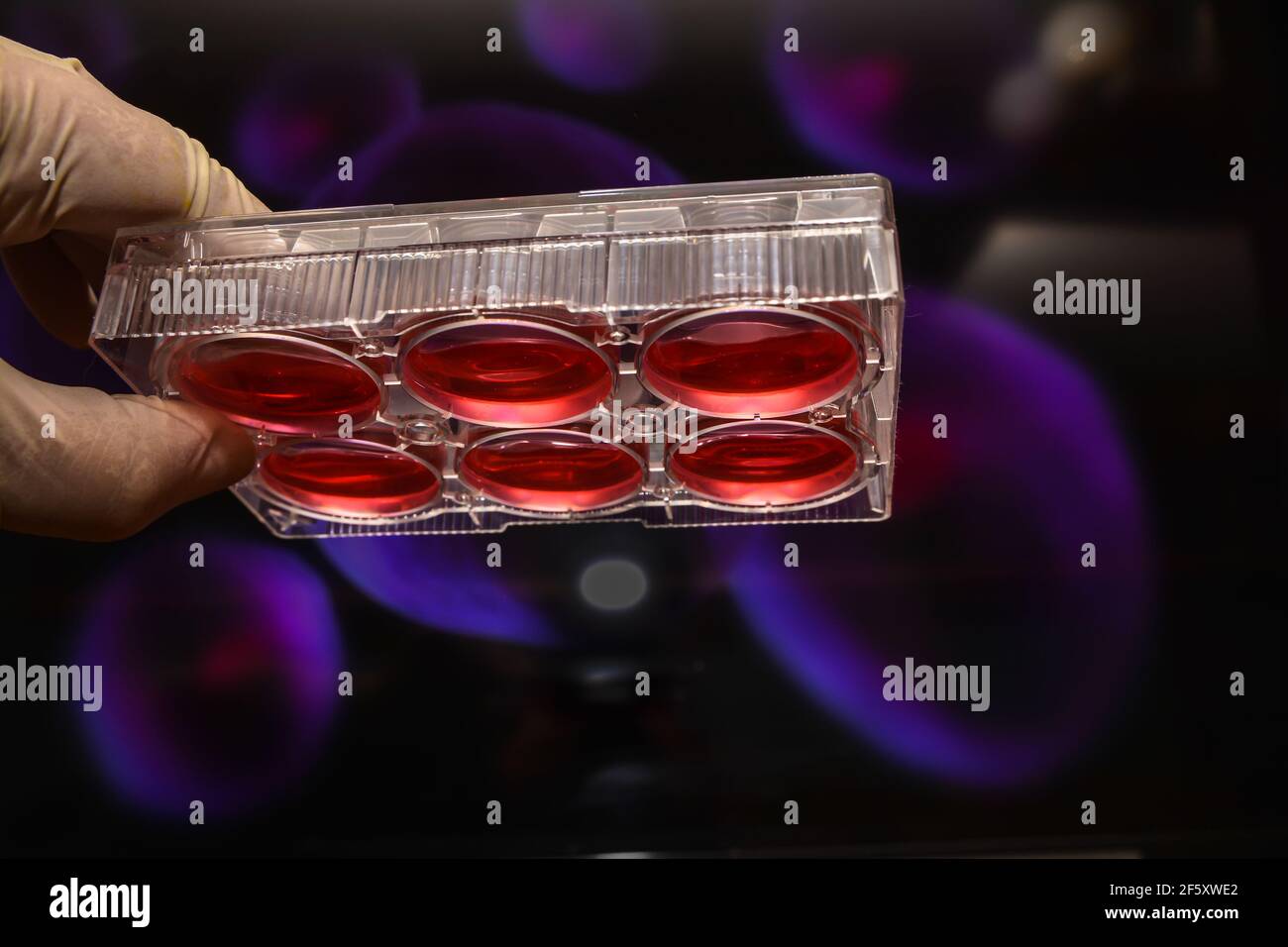 Zelltechnologien in der Biologie. 6-Well-Nährmedienplatte. Stockfoto
