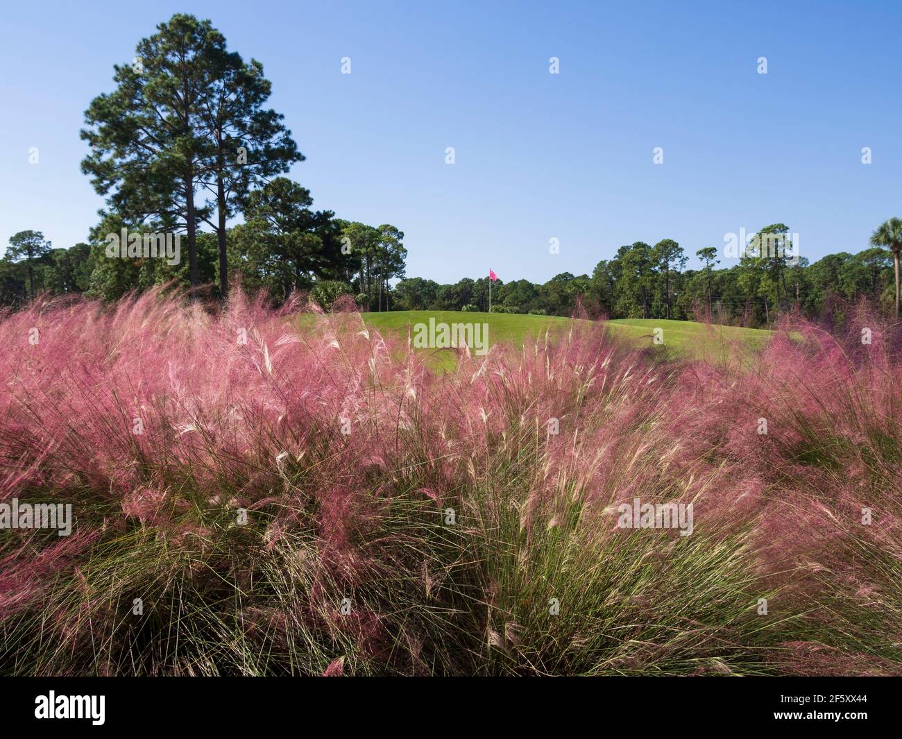 Rosa Gräser im Herbst auf einem Golfplatz in South Carolina Stockfoto
