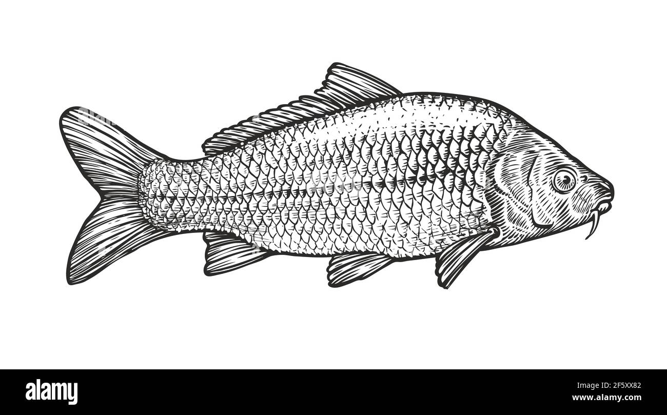 Karpfen-Skizze im Vintage-Gravurstil. Handgezeichnete Vektordarstellung von Fischen auf weißem Hintergrund Stock Vektor