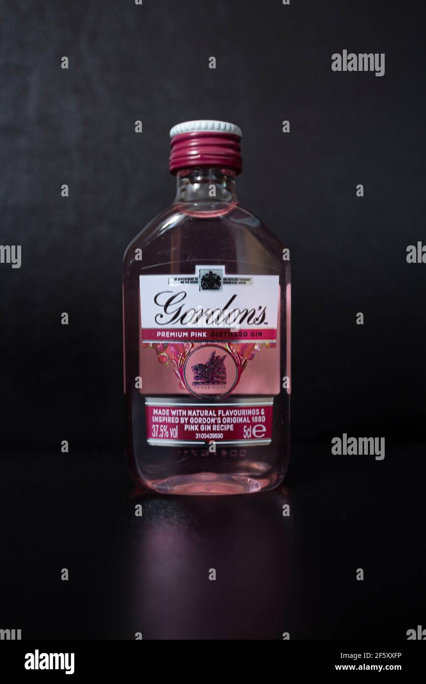 Kleiner pinker Gin, der auf einem schwarzen Esszimmerstuhl sitzt und wie ein schwarzer Hintergrund wirkt. Stockfoto