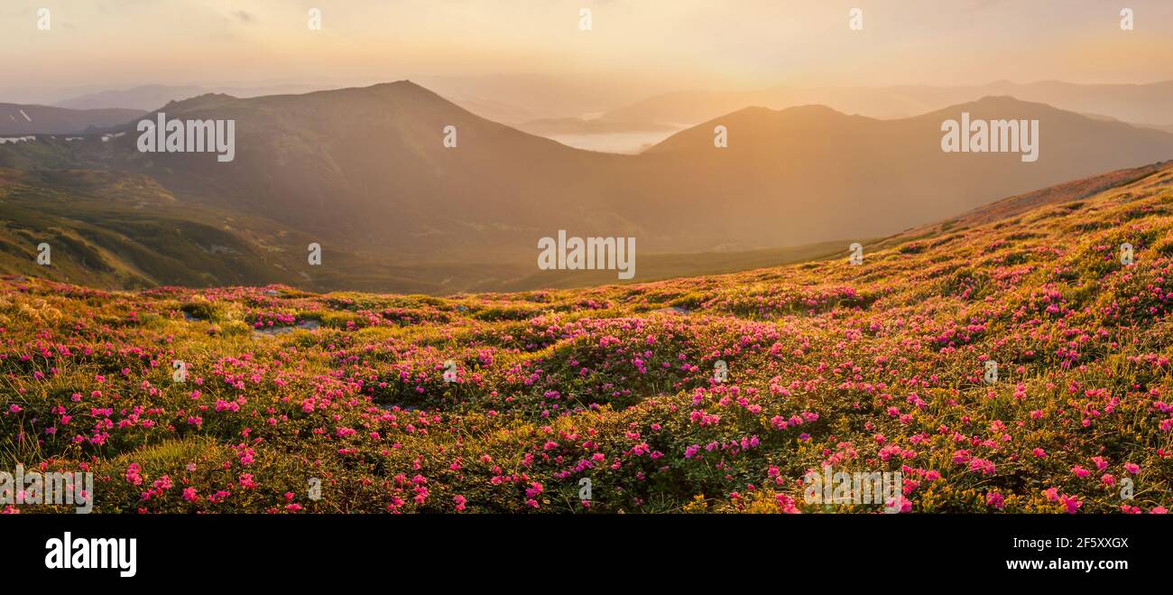 Schöne Berglandschaft mit blühenden rosa Rhododendron-Blumen bei Sonnenuntergang in Karpaten, Ukraine Stockfoto