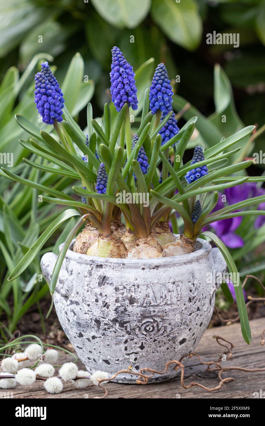 Blaue Traubenhyazinthe im Vintage-Topf als Frühlingsdekoration Stockfoto