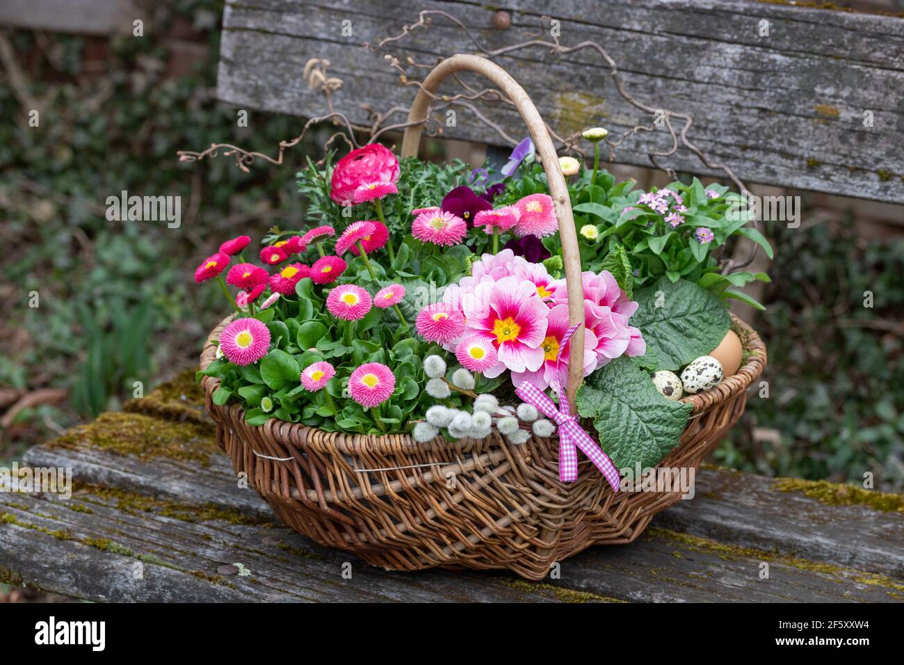 Korb mit rosa bellis Blumen, Primrose und Ranunculus als Frühlingsgarten Dekoration Stockfotografie