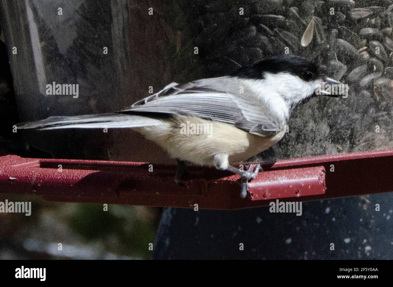 Woolwinephotography.com Stockfoto