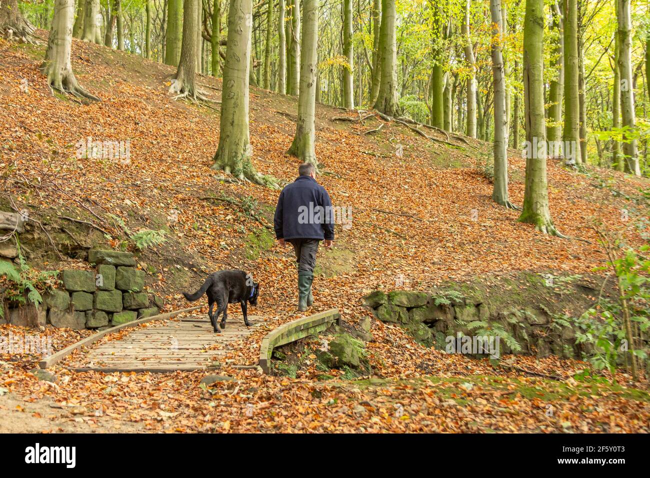 Ein Mann, der mit seinem Hund durch Esholt Woods in Yorkshire, England, läuft. Die Wälder sind voller Herbstfarben. Stockfoto