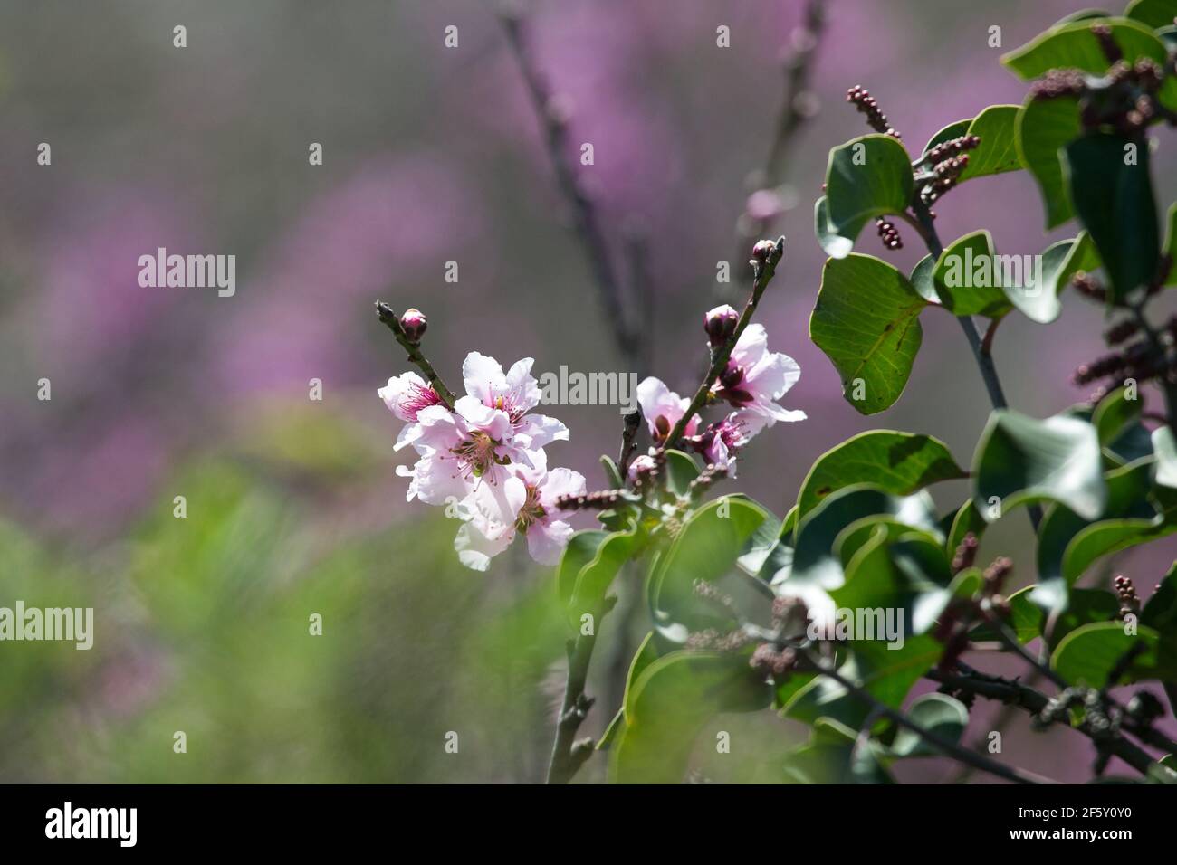 Kirschblüte Blume Nahaufnahme Orange County, Kalifornien, USA Stockfoto