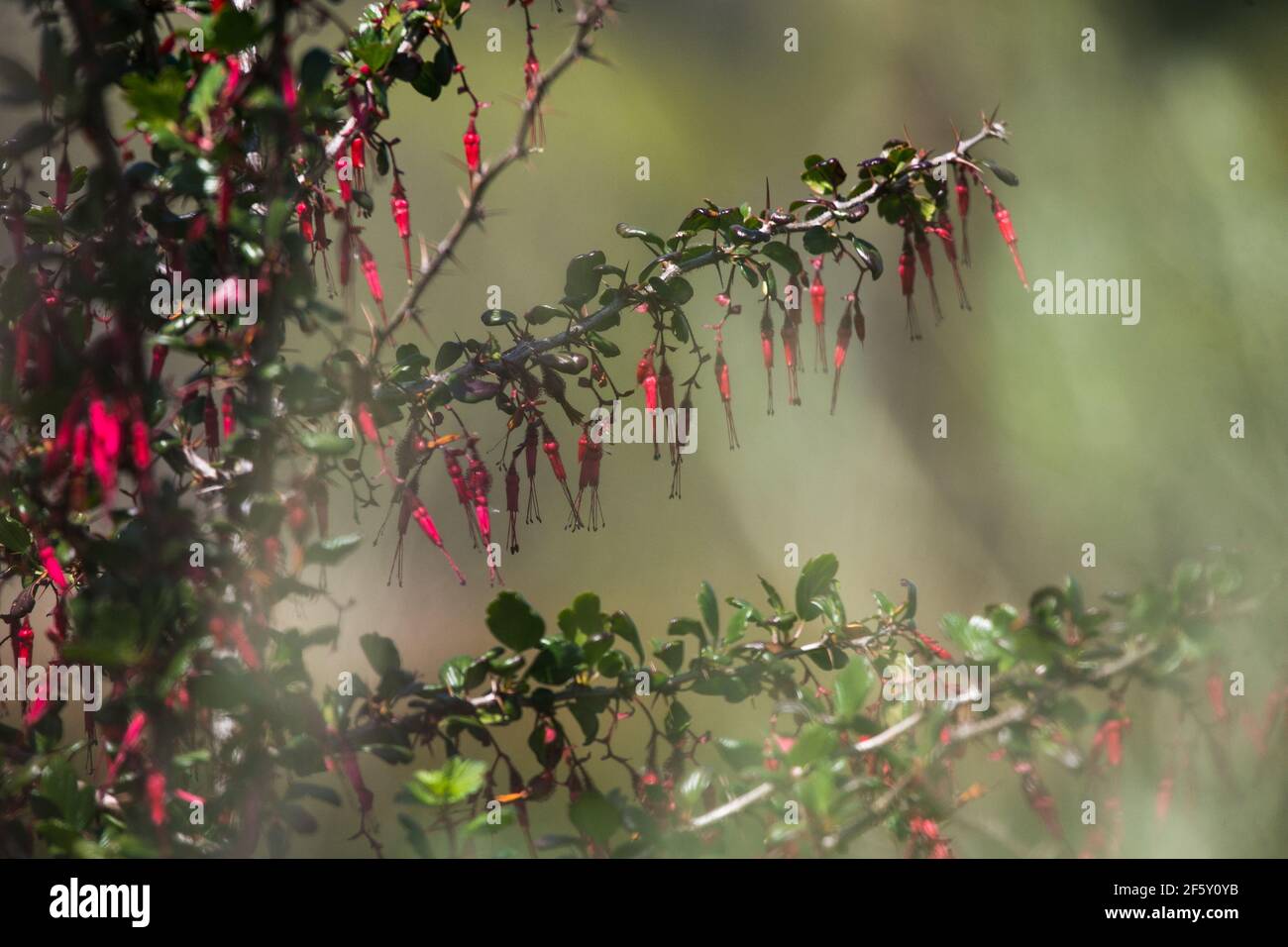 Ribes speciosum 'fuchsia blühende Stachelbeere' frühlingsblühend. Kalifornien, USA Stockfoto