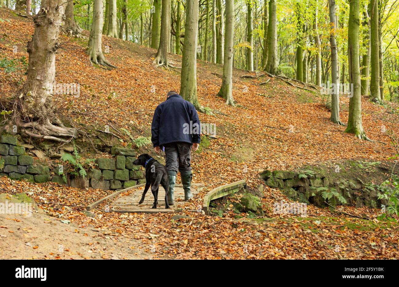 Ein Mann, der mit seinem Hund durch Esholt Woods in Yorkshire, England, läuft. Die Wälder sind voller Herbstfarben. Stockfoto