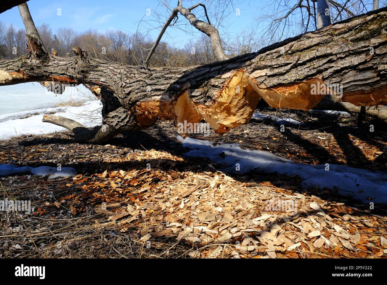 Ein gefallener Baumstamm am Fluss Rideau, der vom Biber der Nachbarschaft (Castor Canadensis) gründlich gekaut wurde. Ottawa, Ontario, Kanada. Stockfoto