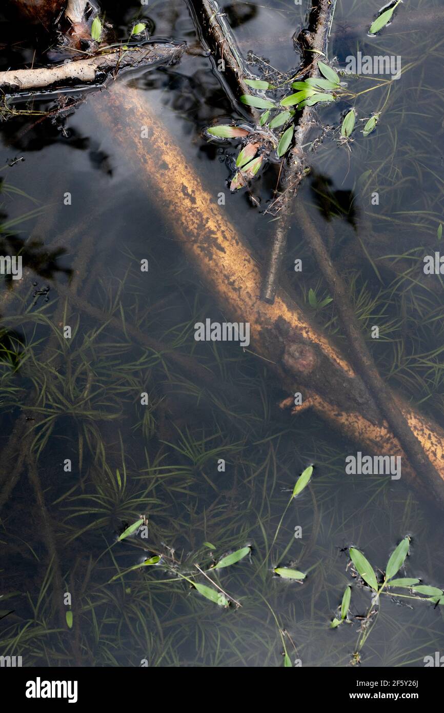 Stilles Wasser in der Natur mit Spiegelung des Himmels und der Wolken Und natürliche Pflanzenwelt und Bäume Stockfoto
