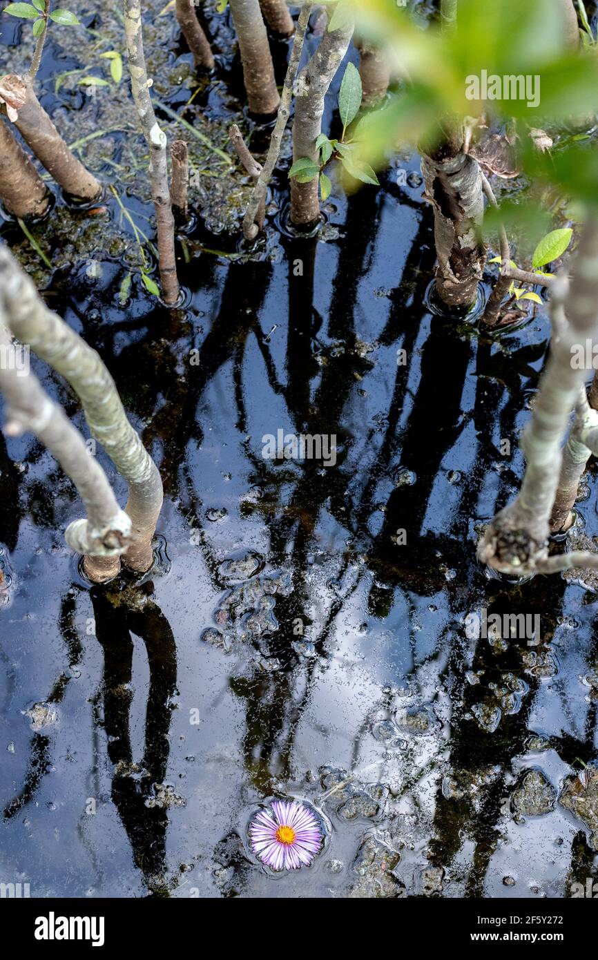 Stilles Wasser in der Natur mit Spiegelung des Himmels und der Wolken Und natürliche Pflanzenwelt und Bäume Stockfoto