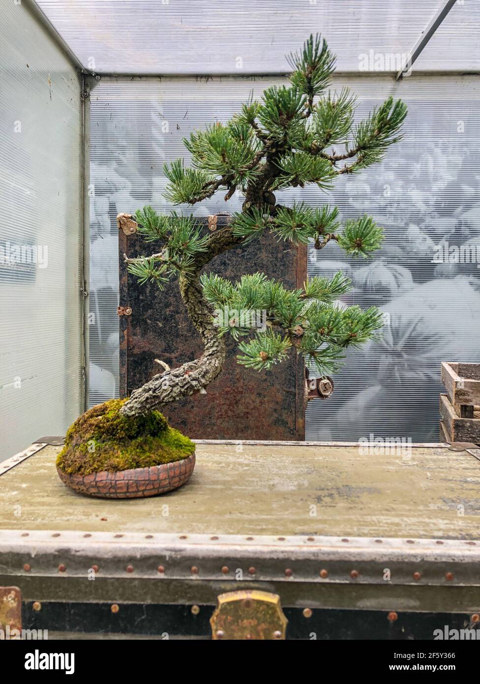 Rocky Mountain Borstencone Pine (Pinus aristata) ist eine lang lebende Art von Borstencone Kiefern aus den Vereinigten Staaten. Es erscheint im Felsen Stockfoto