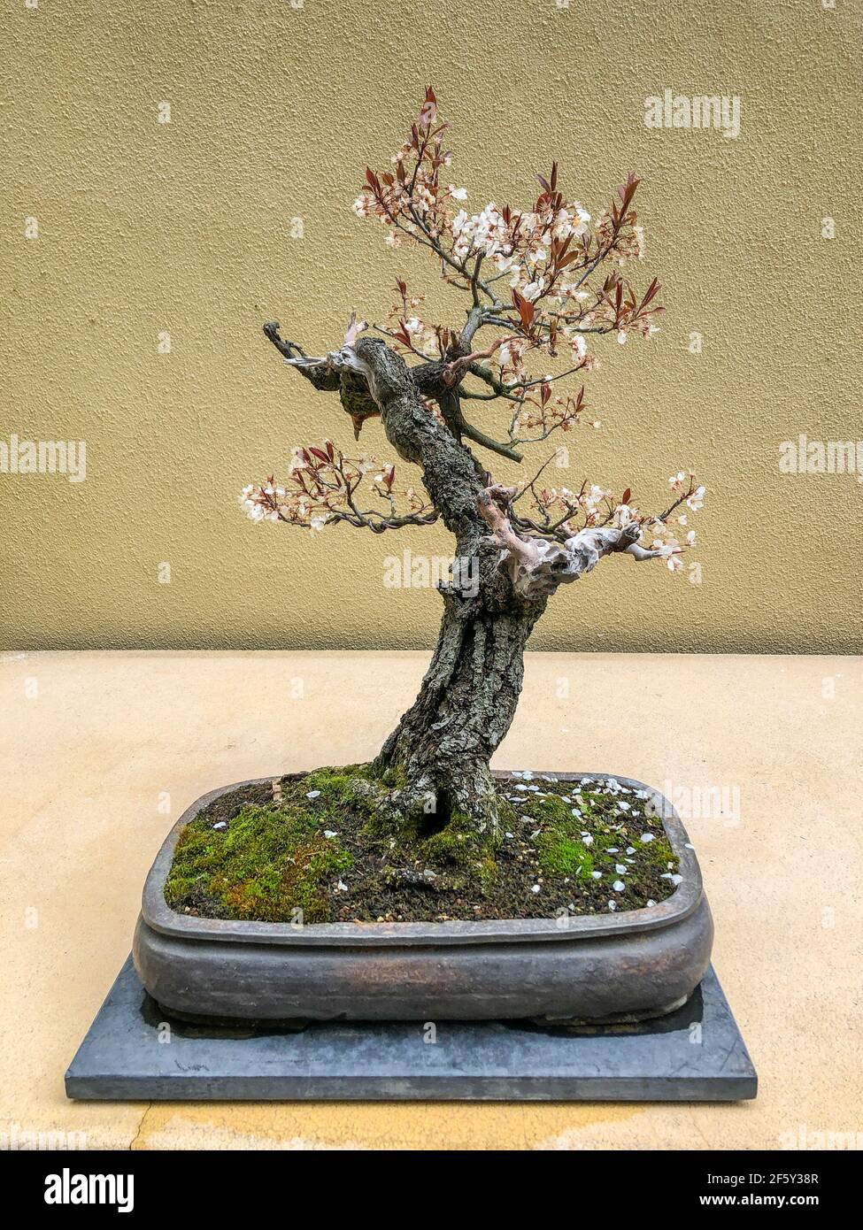 bonsai techniques john naka Livre 