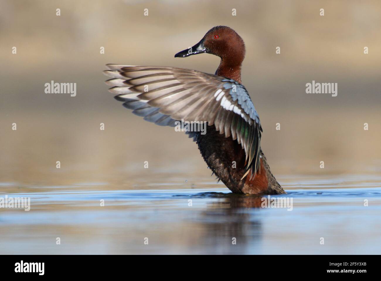 Cinnamon Teal drake tut eine Flügelklappe Anzeige im Morgenlicht. Stockfoto