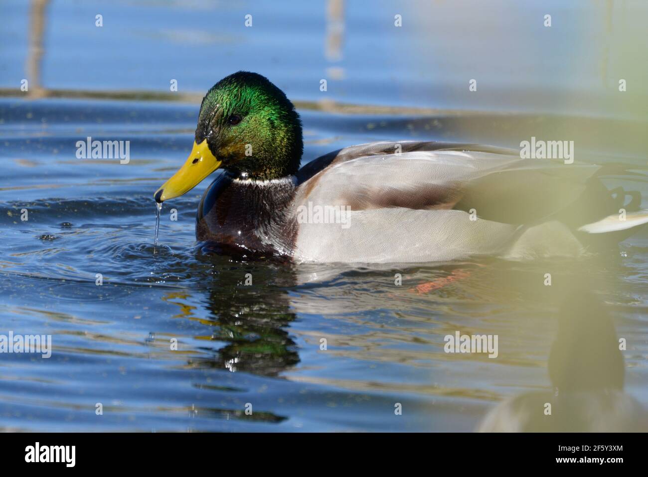 Mallard Ente taumelnd in der Nähe tropfende Wasser von seinem Bill. Stockfoto