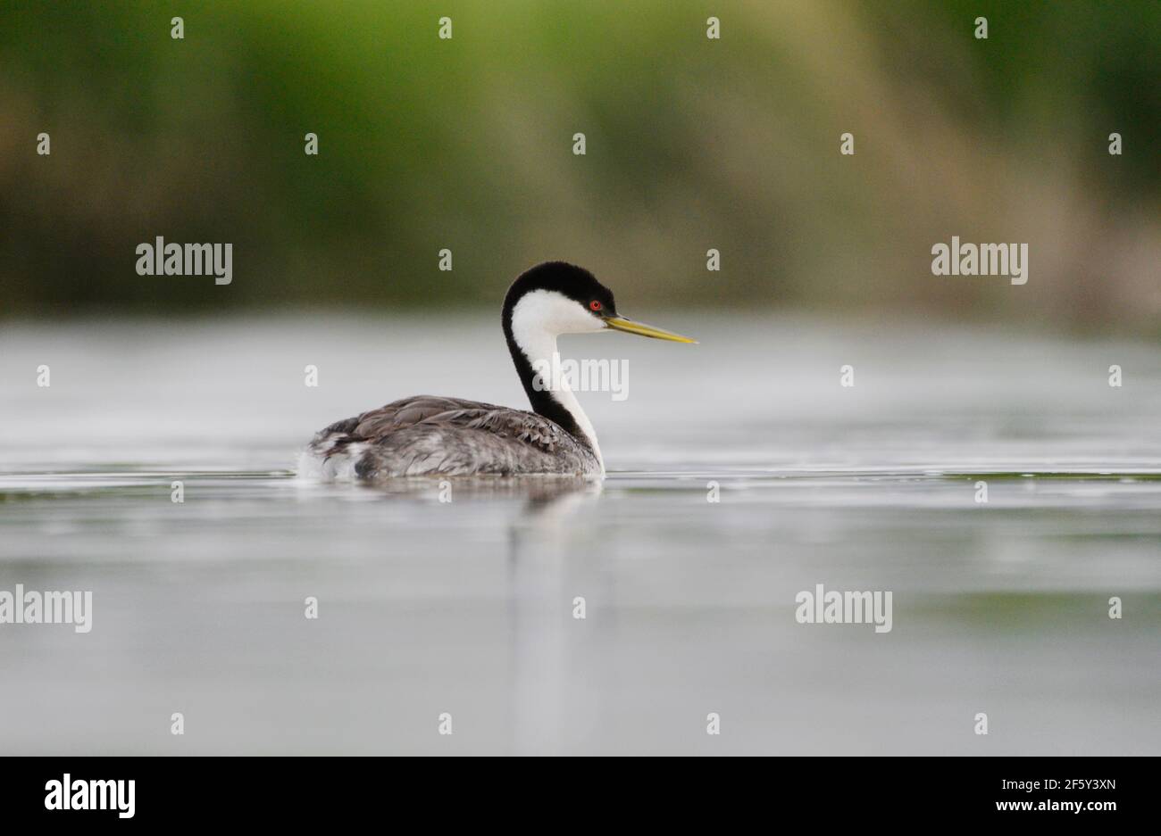 WESTERN Grebe in sanftem Licht am Bear River Zugvogelschutzgebiet. Stockfoto