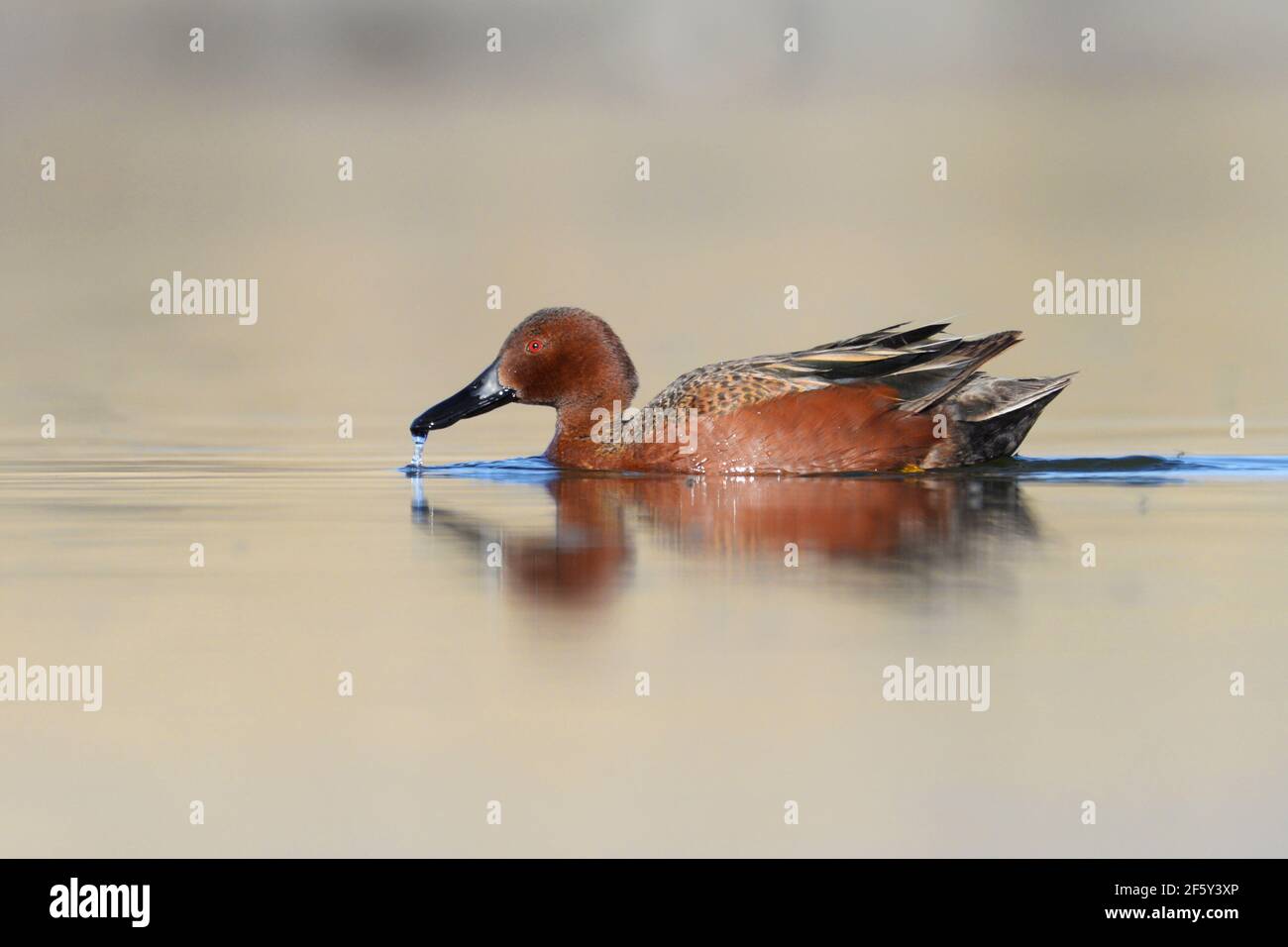 Zimt Teal tropft Wasser von seinem Bill in warmen Morgenlicht. Stockfoto